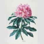 Analytische Schönheit – Blumenbilder aus 200 Jahren / Neue Galerie, Graz