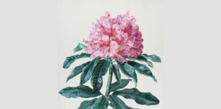 Analytische Schönheit – Blumenbilder aus 200 Jahren / Neue Galerie, Graz