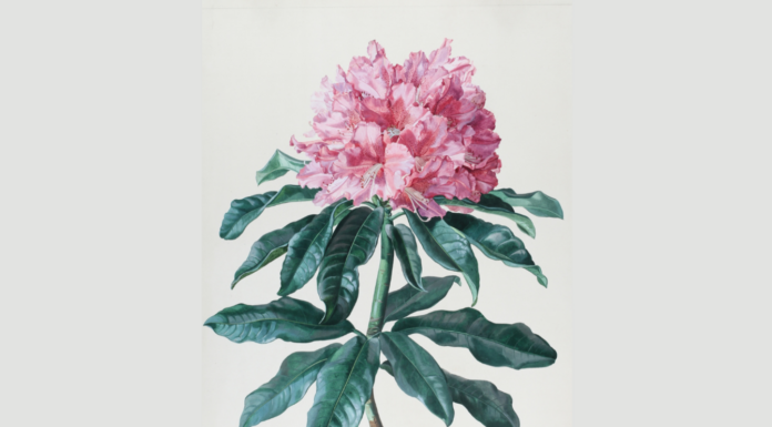 Analytical Beauty – Floral Images from 200 Years / Neue Galerie, Graz