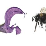 Blümchensex – The Colourful World of Plants / Naturkundemuseum, Graz