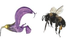 Blümchensex – The Colourful World of Plants / Naturkundemuseum, Graz