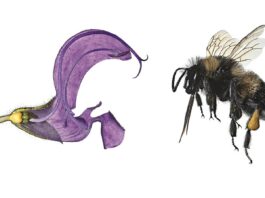 Blümchensex – Das bunte Treiben der Pflanzen / Naturkundemuseum, Graz