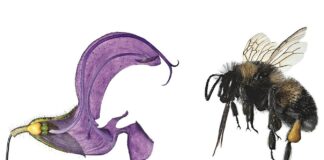 Blümchensex – Das bunte Treiben der Pflanzen / Naturkundemuseum, Graz