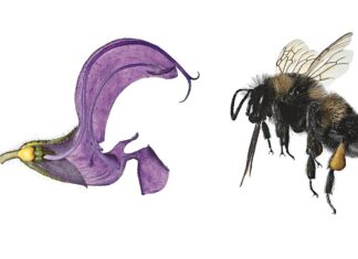 Blümchensex – Das bunte Treiben der Pflanzen / Naturkundemuseum, Graz