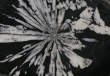 Eisenrose und Chrysanthemenstein / Naturkundemuseum, Graz