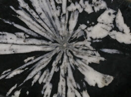 Eisenrose und Chrysanthemenstein / Naturkundemuseum, Graz