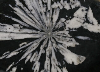 Eisenrose und Chrysanthemenstein / Naturkundemuseum, Graz