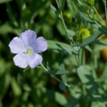 Blühende Felder – Eine Fahrt ins Blaue / Landwirtschaftsmuseum Schloss Stainz, Steiermark
