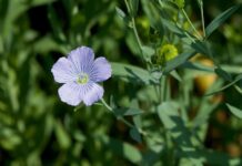 Blühende Felder – Eine Fahrt ins Blaue / Landwirtschaftsmuseum Schloss Stainz, Steiermark