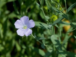 Blühende Felder – Eine Fahrt ins Blaue / Landwirtschaftsmuseum Schloss Stainz, Steiermark