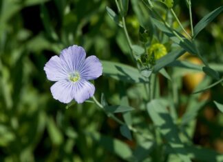 Blühende Felder – Eine Fahrt ins Blaue / Landwirtschaftsmuseum Schloss Stainz, Steiermark