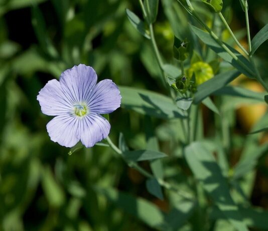 Blühende Felder – Eine Fahrt ins Blaue / Landwirtschaftsmuseum Schloss Stainz, Steiermark