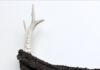 Linda Luse – Dry Pastures / Oberösterreichischer Kunstverein, Linz