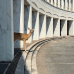 Ars Electronica 2026 / Linz, various locations