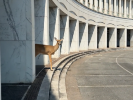 Ars Electronica 2026 / Linz, various locations