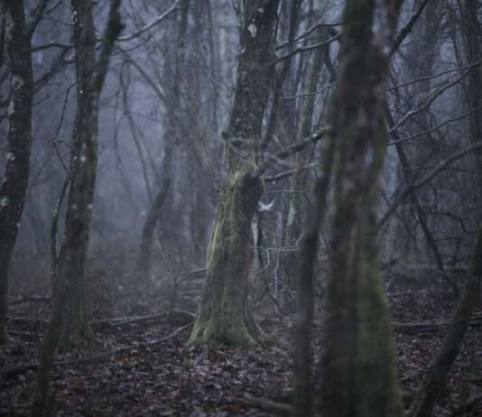 Jasenko Rasol: Fremd / off_gallery & raum, Graz