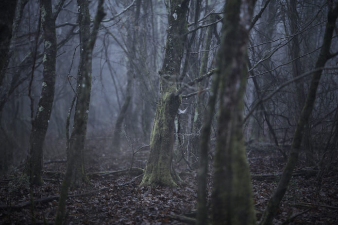 © Jasenko Rasol